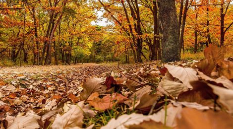 OTOÑO