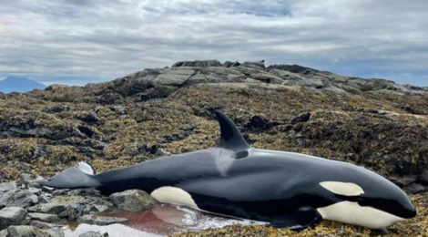 ORCA LLORA PIDIENDO QUE LA SALVEN