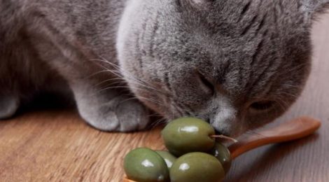 LAS ACEITUNAS HACEN FELICES A LOS FELINOS