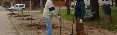 LLEGARON LOS ARBOLITOS PARA LA PLAZA 